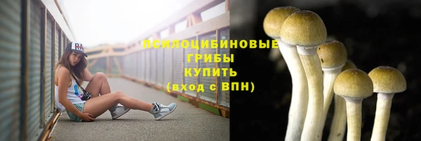 стаф Алзамай